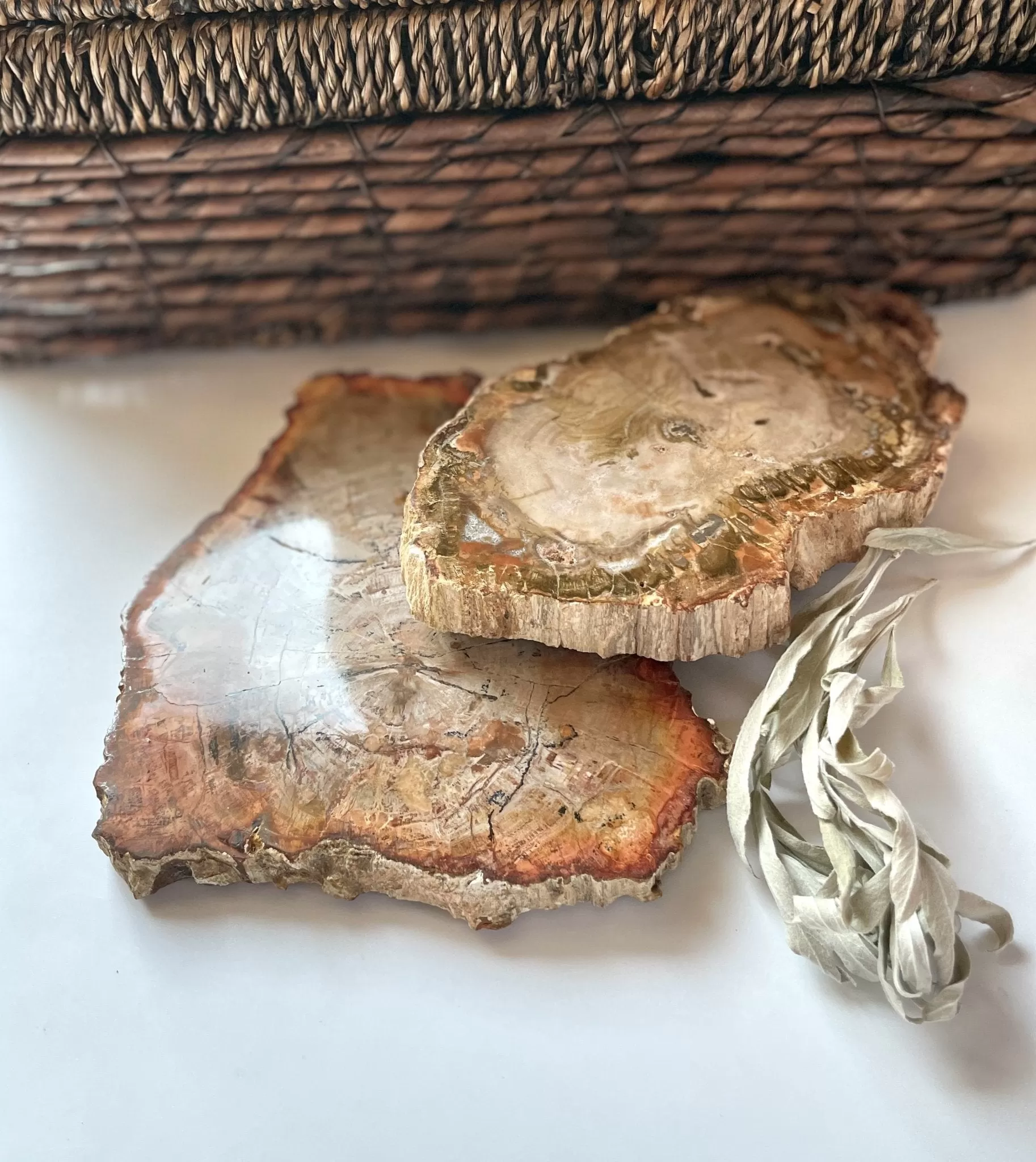 Rings of Time Petrified Wood Slice